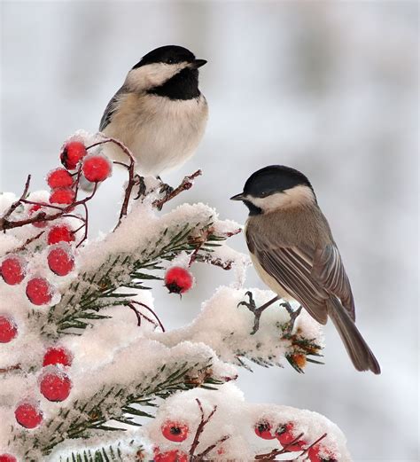 Backyard Birds: Marvel at Chickadees This Winter These North American natives flock to bird ...