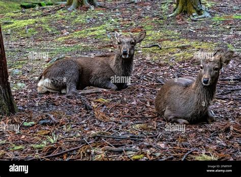 Sika deer, Nara Park, Nara, Japan Stock Photo - Alamy