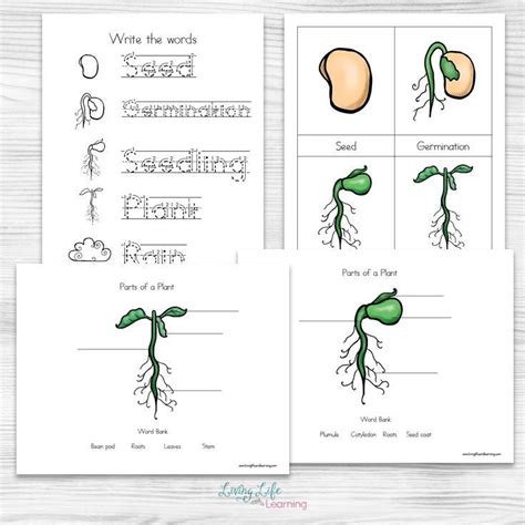 If you have a visual learner and are learning about plant cycles then ...