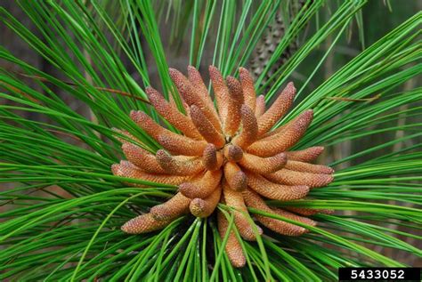 longleaf pine (Pinus palustris)