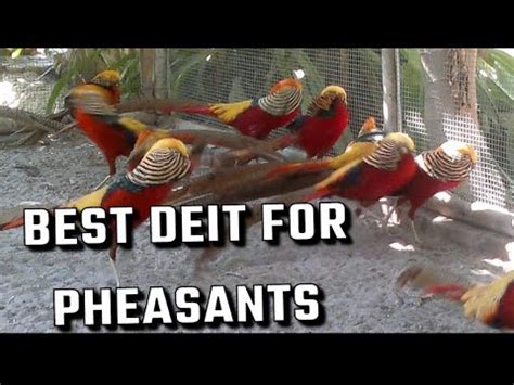 Pheasant Breeding science | Red Golden Pheasant - YouTube