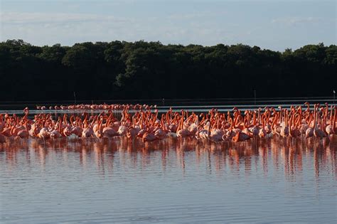 Searching for Flamingos in Celestun + Travel Tips if You Go