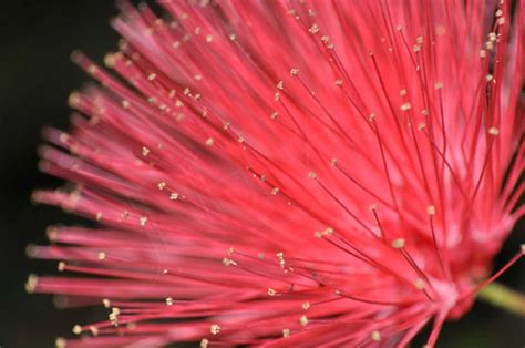 Lovely Lehua Flower - Hawaii Pictures