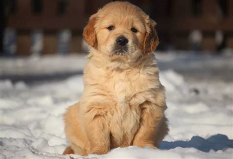 44 Female Golden Retriever Names | Dog names, Female golden retriever, Female dog names