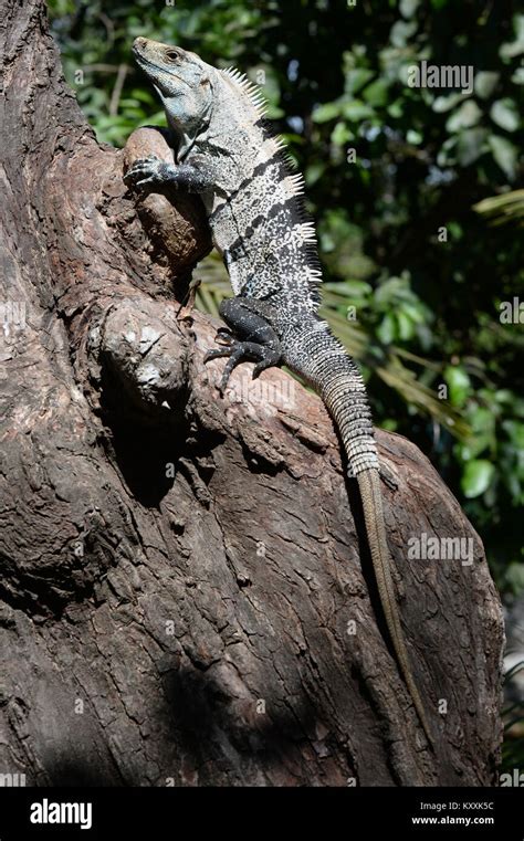 The Spiny tailed Iguana of Costa Rica is the worlds fastest lizard ...