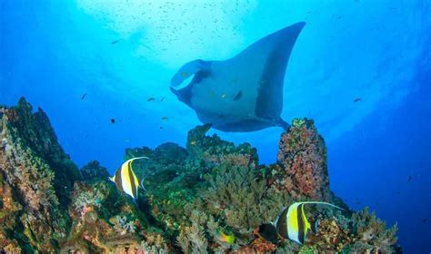 Diving with Manta Rays in the Maldives