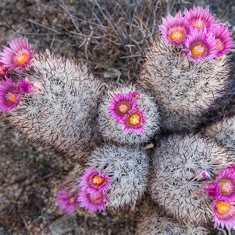 Pincushion Cactus - Cacti & Succulant – Exotic Flora