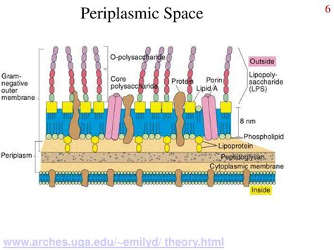 PPT - Ways to think about peptidoglycan PowerPoint Presentation, free download - ID:867684