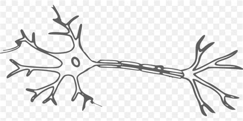 Neuron Nervous System Brain Clip Art, PNG, 1280x640px, Watercolor ...