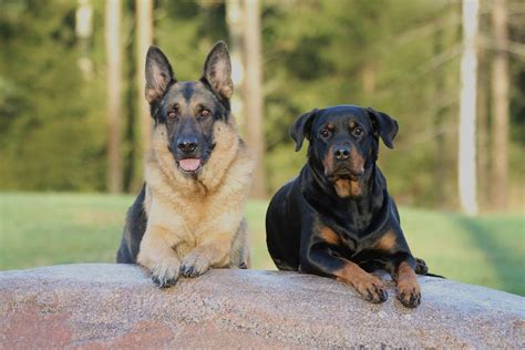 Dog Dogs Rottweiler German · Free photo on Pixabay