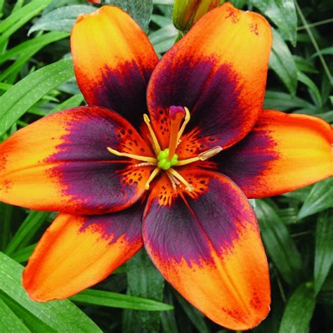 Lilium 'Easy Samba' - pollen free Asiatic lily bulb | Lily bulbs, Asiatic lilies, Showy flowers