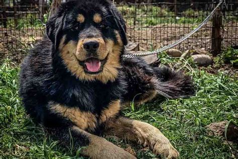 21 Tibetan Mastiff Mix Breeds & Their Characteristics