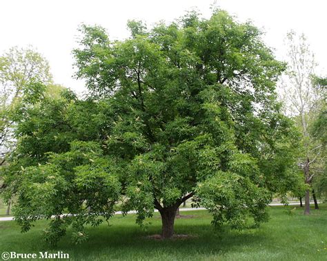 Ohio Buckeye - Aesculus glabra