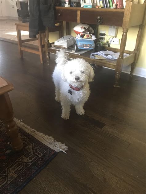 Seeking Curly Maltese Brushing/Bathing Tips : r/Maltese