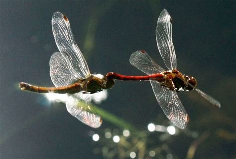 Fly Fishing Dragonfly Nymph & Adult - Methods & Entomology