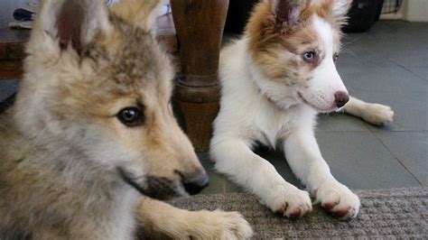 Baby Wolf and Border Collie Playdate | Wolf Conservation Center