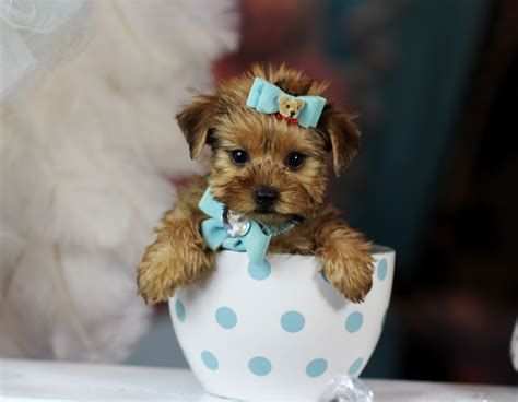 Teacup Yorkie Puppies For Sale - Tanya Tanya