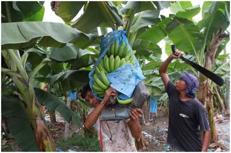 Agronomy | Free Full-Text | Mechanized Technology Research and Equipment Application of Banana ...