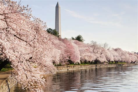 Washington Dc Cherry Blossoms And by Ogphoto