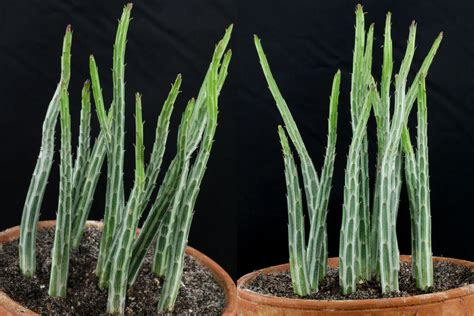 Pickle Plant (Kleinia (Senecio) stapeliiformis)