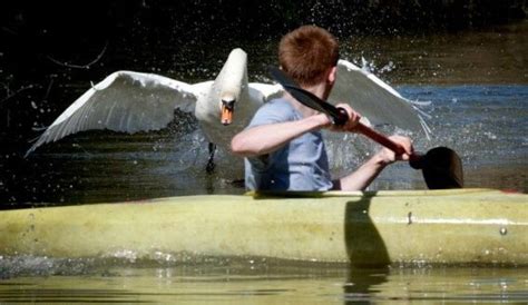 Create meme "a swan attacked a man, funny swan, the swan attacks" - Pictures - Meme-arsenal.com