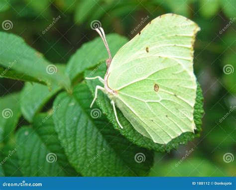 Butterfly camouflage stock photo. Image of camouflage, butterfly - 188112