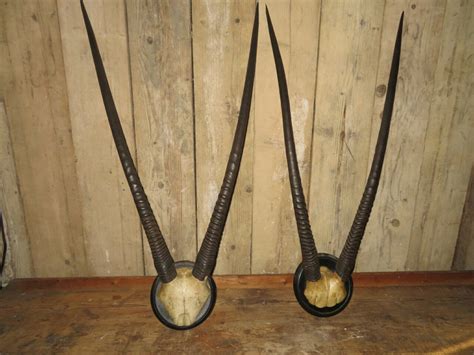 Two Pairs of Oryx Horns | French Country Antiques