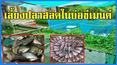 เลี้ยงปลาสลิดในบ่อซีเมนต์ | เลี้ยงง่าย รายได้ดี | - YouTube