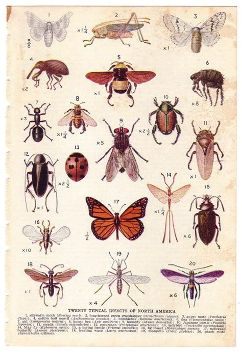 1944 Vintage INSECTS Illustration