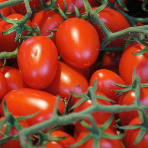 Grape Tomato | Star Nursery Garden and Rock Centers