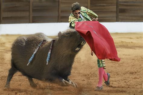 PsBattle: This Capybara yawning : r/photoshopbattles