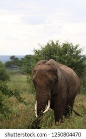 Tanzania Pench Nagpur Wildlife Stock Photo 1250804437 | Shutterstock