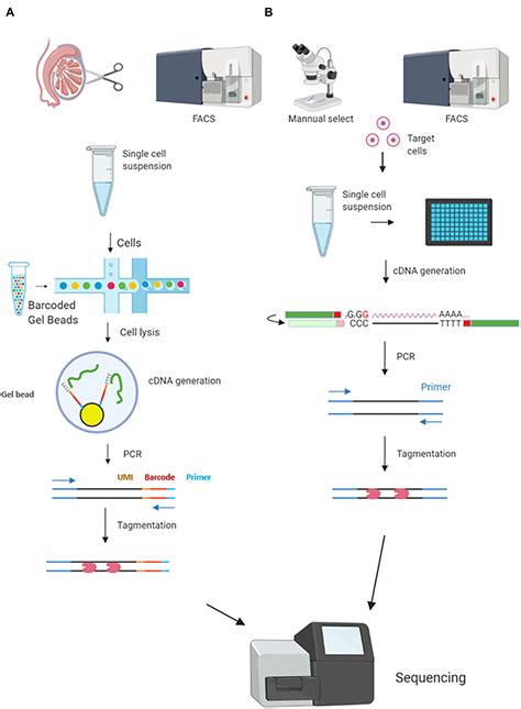 Frontiers | The Application of Single-Cell RNA Sequencing in Mammalian ...