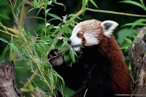 brookshaw photography — Feeding time for a Red Panda at Chester Zoo…