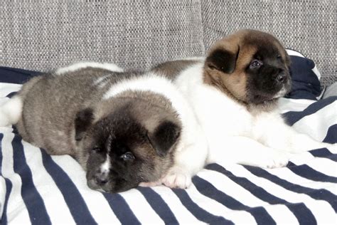 my 6 weeks old american Akita babys : r/akita