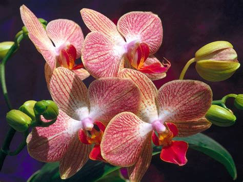 Flowers Wallpapers: Orchids Flowers Wallpapers