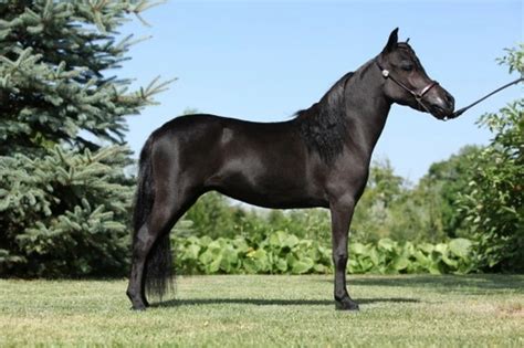 The Miniature Horse | Pets4Homes