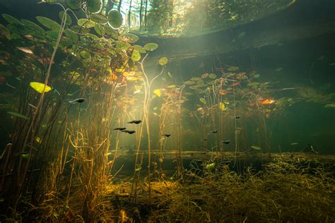 Freshwater Lake Underwater