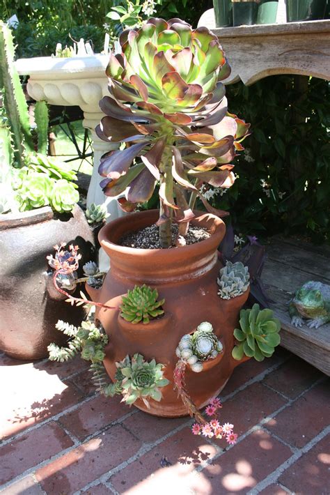 Filoli Gardens - Stawberry Pot | succulents planted in the s… | Flickr
