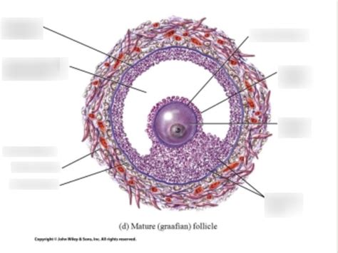 Mare Anatomy: Folliculogenesis Diagram Diagram | Quizlet