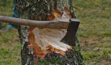 Choosing an Axe for Tree Cutting - 5 Things You Need to Know - Chop & Smile