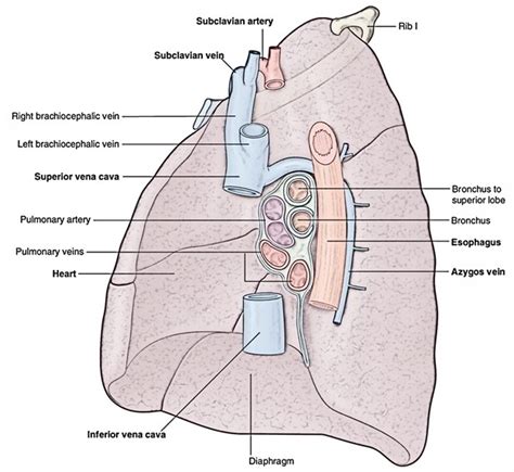 Lung Anatomy Hilum