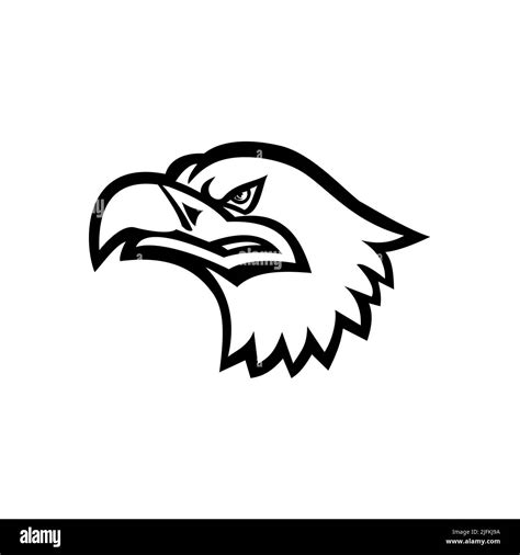Mascot black and white illustration of head of a Eurasian sea eagle, also known as gray sea ...