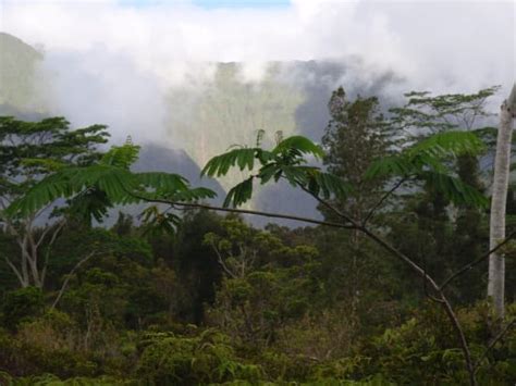 Mount Waialeale Rainforest Hike (Easy to Moderate) tours, activities ...