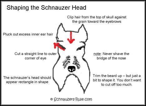 Miniature Schnauzer Grooming Chart