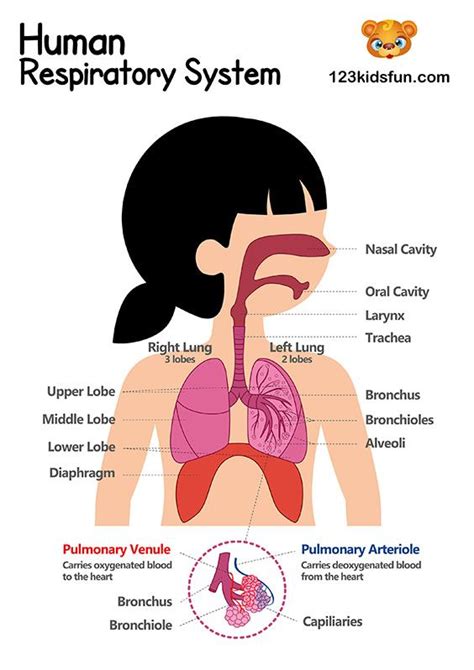 Human Body Systems for Kids Free Printables - Homeschooling | 123 Kids Fun Apps | Human body ...