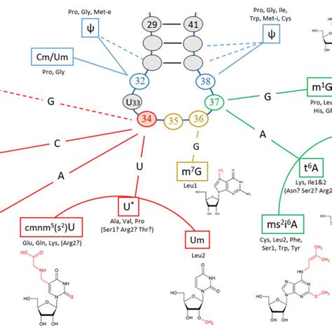 Modifications of the tRNA anticodon loop. The most important... | Download Scientific Diagram