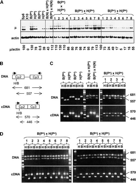 —RNA content of hybrid cells. Cells from the indicated colonies, which ...