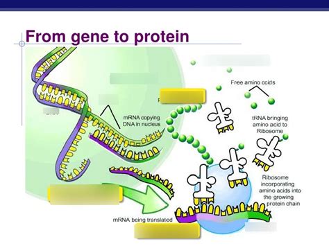 Protein Synthesis/Mutations Diagram | Quizlet