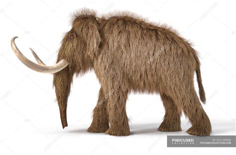 Woolly mammoth realistic 3d illustration, side view on white background ...